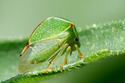 Stictocephala alta
