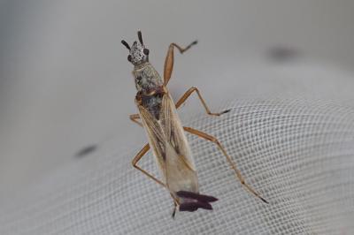 Paromius gracilis