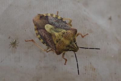 Carpocoris purpureipennis
