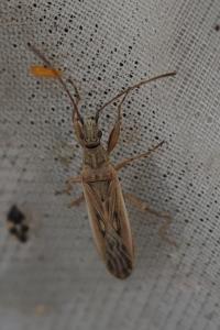Paromius gracilis