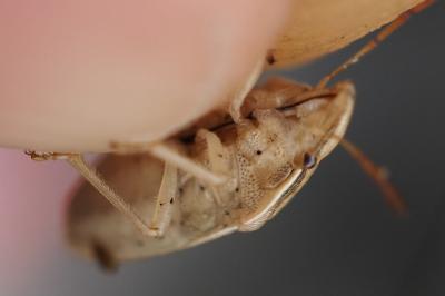 Aelia acuminata
