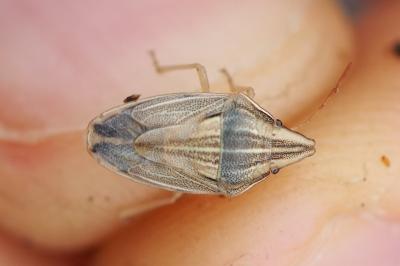Aelia acuminata