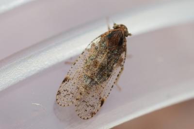 Tachycixius pilosus