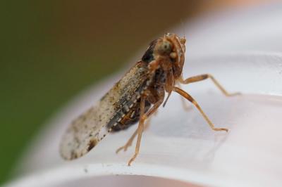 Tachycixius pilosus