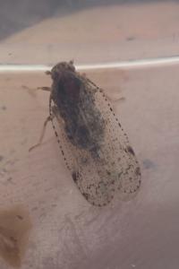 Tachycixius pilosus