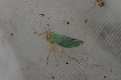 Cicadella viridis