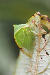 Stictocephala alta
