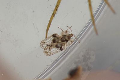 Corythucha arcuata