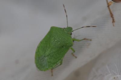 Nezara viridula