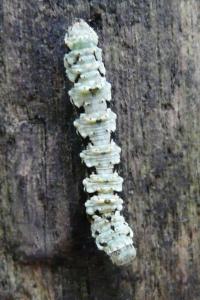 Cleorodes lichenaria