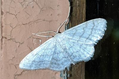 Idaea subsericeata