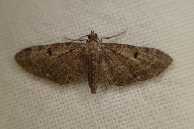 Eupithecia intricata