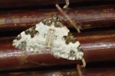 Xanthorhoe fluctuata