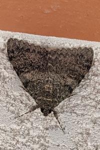 Catocala elocata