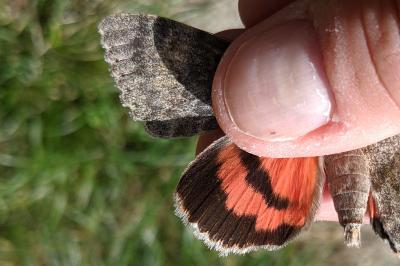 Catocala elocata