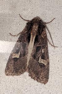 Trigonophora flammea