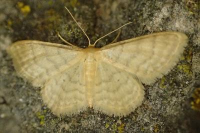 Idaea dilutaria
