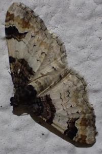 Catarhoe cuculata