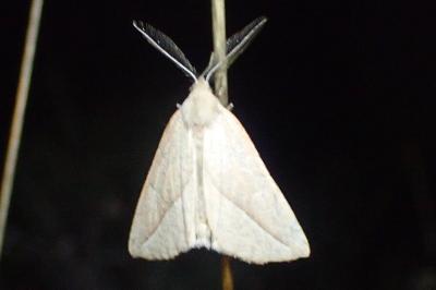 Compsoptera opacaria