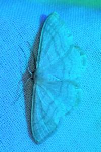Scopula floslactata