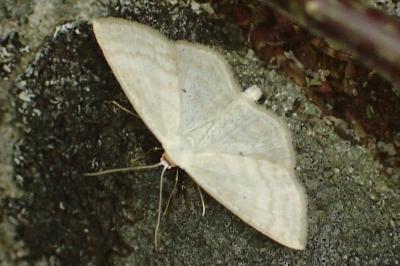 Scopula floslactata
