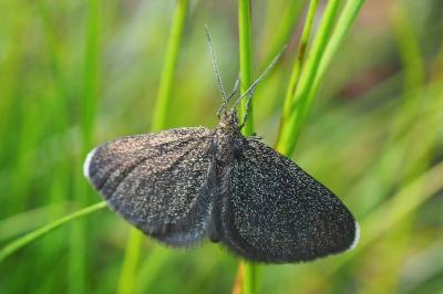 Odezia atrata