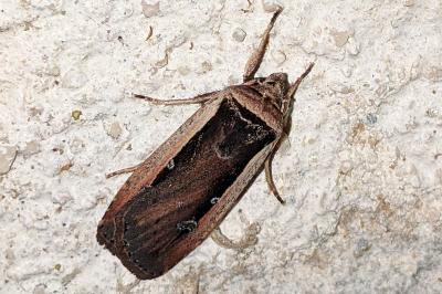 Ochropleura leucogaster