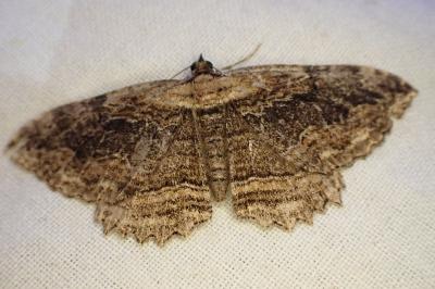 Philereme transversata
