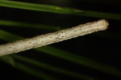 Perconia strigillaria