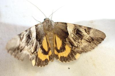 Catocala fulminea