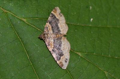 Xanthorhoe ferrugata