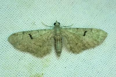Eupithecia extraversaria