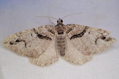 Pareulype berberata