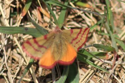 Lythria sanguinaria