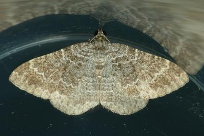 Cataclysme riguata