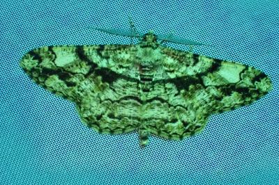 Peribatodes umbraria