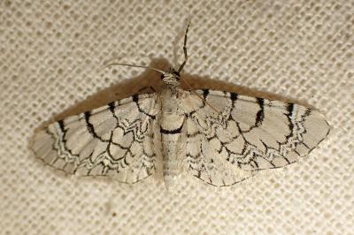 Eupithecia venosata