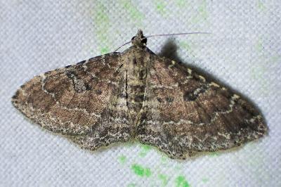 Nycterosea obstipata
