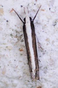 Angustalius malacellus