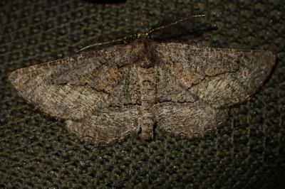 Nychiodes notarioi