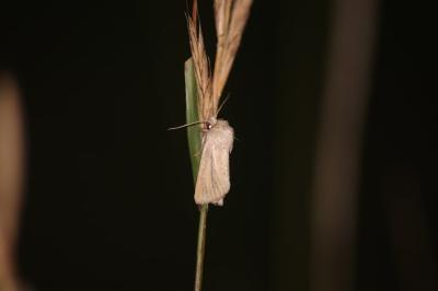 Denticucullus pygmina