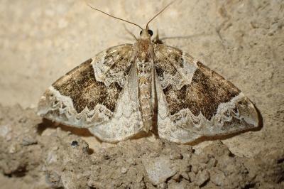 Eulithis prunata