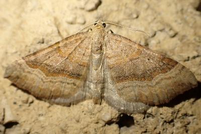 Scotopteryx chenopodiata