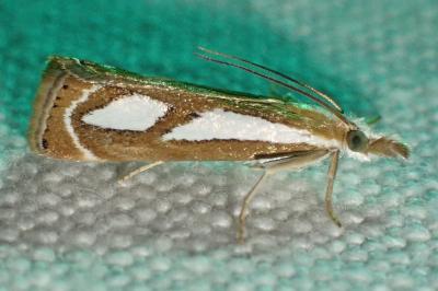 Catoptria mytilella
