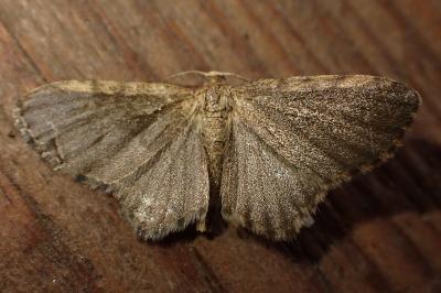 Euchoeca nebulata