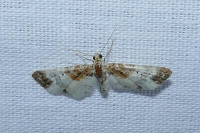 Eupithecia breviculata