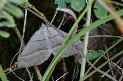 Scotopteryx luridata