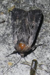 Violaphotia molothina
