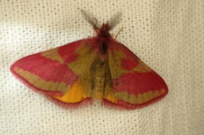 Lythria cruentaria