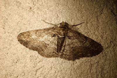 Cleora cinctaria